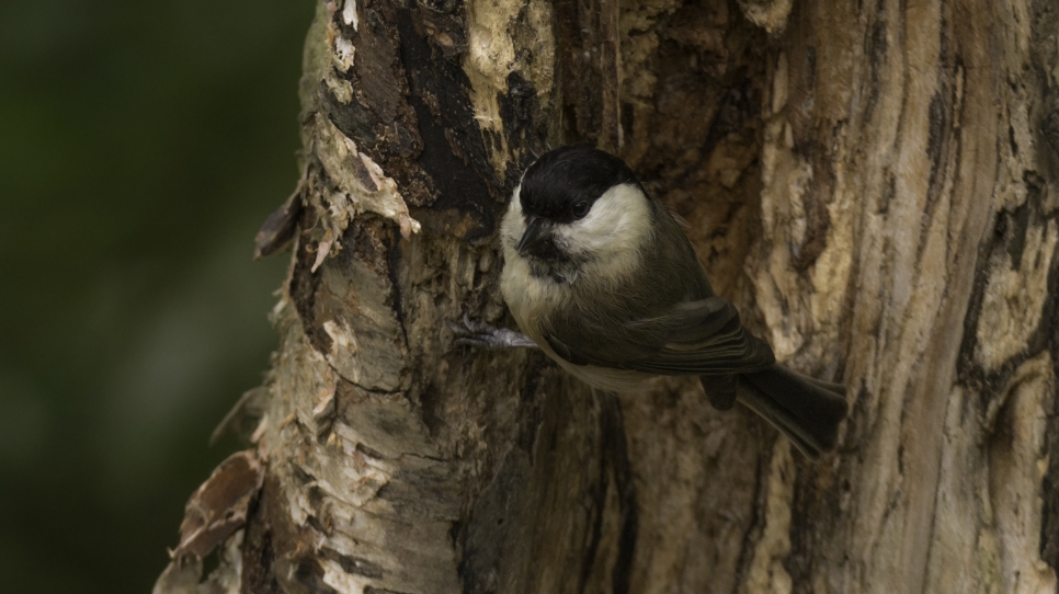 Willow tit citizen science project needs YOUR help